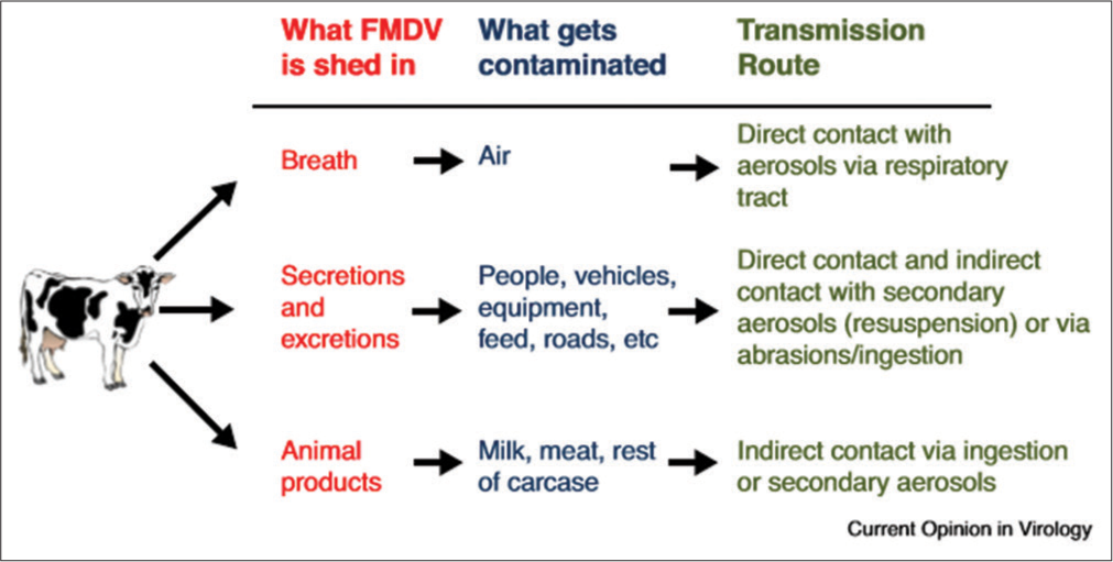 The principal routes of transmission of foot and mouth disease.[16]