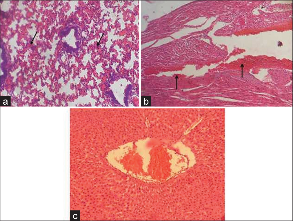 (a) Photomicrographs of lung, (b) heart, and (c) liver sections. Note (a) slightly thickened interalveolar walls with inflammatory cellular infiltrations (arrows), (b) hemorrhages (arrows), (c) congestion hematoxylin and eosin stain ×200.