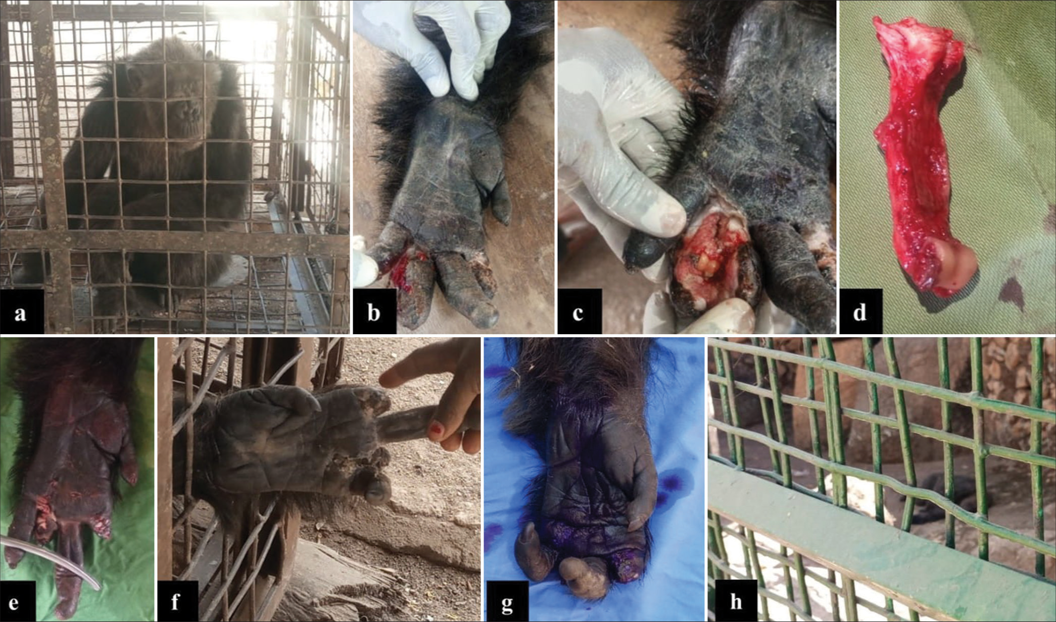 Appraisal of digital amputation and wound management in an adult female chimpanzee. (a) Captured chimpanzee in a squeeze cage immediately following administration of anesthetics, (b) wound appearing desiccated before cleansing, (c) wound appearance after cleansing with soap, water and antiseptics, (d) disarticulated first phalanx of the left ring digit, (e) appearance of left-hand immediately following amputation of index and ring digits, (f) significantly healed wounds 2 weeks post-operation, (g) appearance 4 weeks post-operation, and (h) chimpanzee in the Zoo’s sanctuary setting on day 42 post-operation.