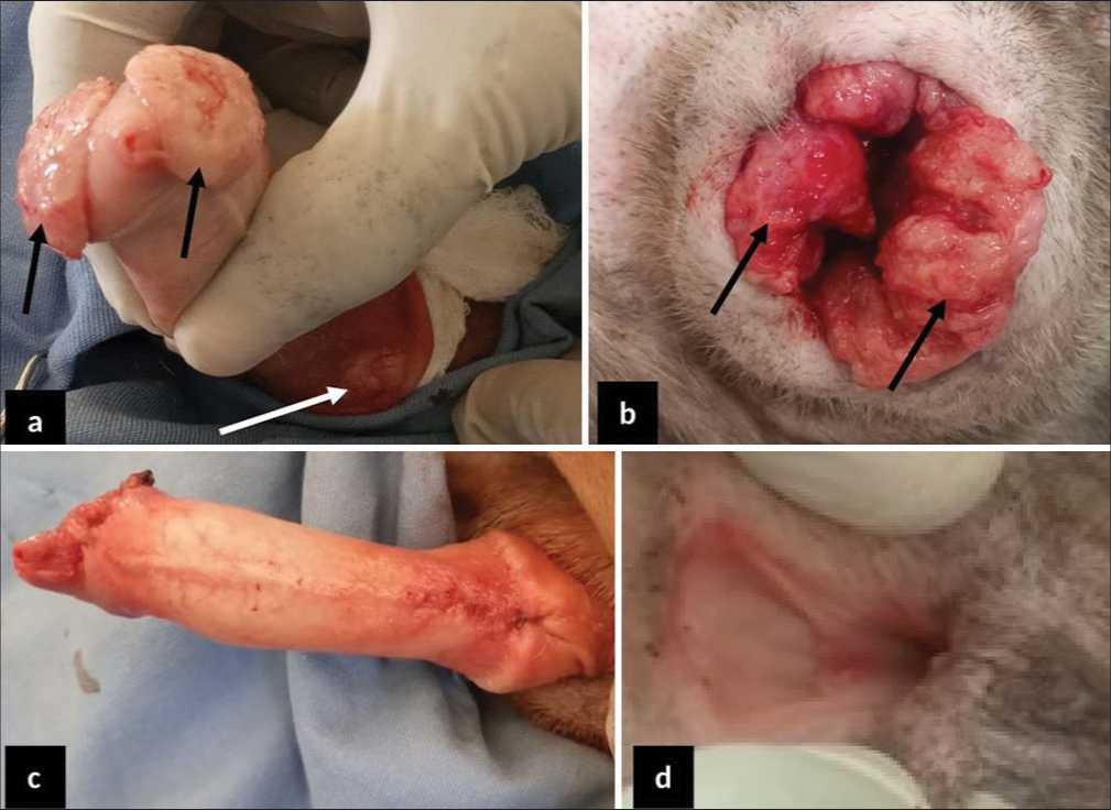 2-year-old male and female Neapolitan Mastiff dogs presented with cauliflower-like canine transmissible venereal tumor (CTVT). (a) The CTVT mass on the cranial glans penis (black arrow) and around the bulb glands (white arrow). (b) Cauliflower-like CTVT masses all over the vulva opening (black arrow). (c) The penis following debulking and defect reconstruction. (d) The fully healed vulva four weeks after management.