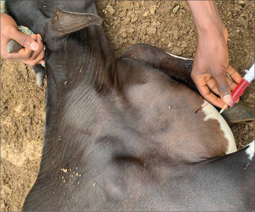 Swollen brisket region of affected cow.