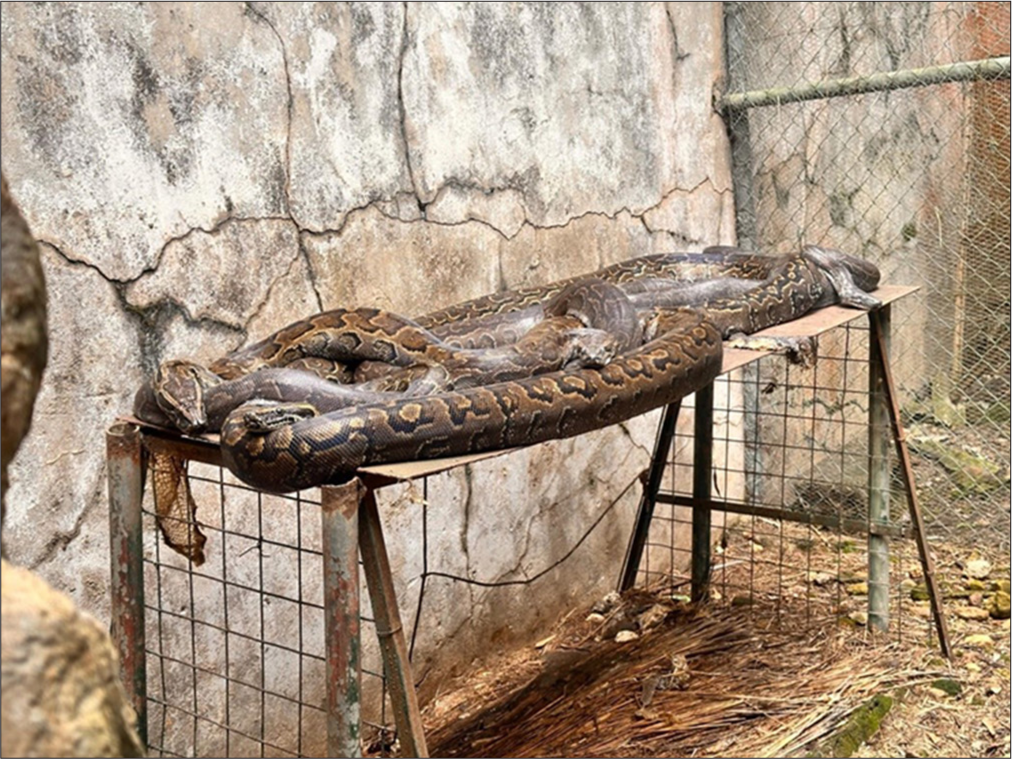 Four (4) African rock pythons (Python sebae) in their abode at the Jos Wildlife Park.