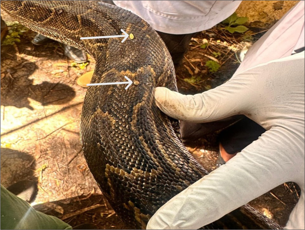 African rock python (Python sebae) showing ticks (white arrows) on the skin.