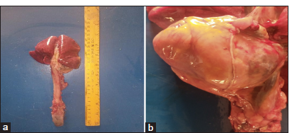 (a) Congested lungs with areas of red hepatization, (b) Yellowish fat deposition on the pericardium.