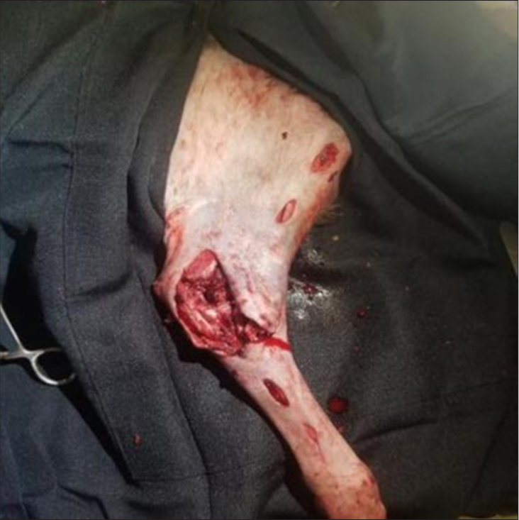 Incisions were made at points to be drilled on the humerus and radio-ulnar to expose bones for drilling.