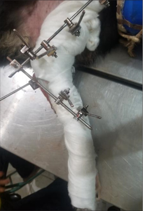 A modified Robert Jones bandage was applied to protect the limb and control postoperative swelling.